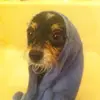 jamesrocha88 - @jamesrocha88 - TikTok