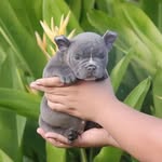 James rocker - @pitbull_and_bullies_1234 - Instagram