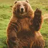 James rod - @bearlover27 - TikTok