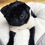 James Ryle - @reacttou - Instagram