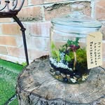 Dario James Salamone - @myloveterrarium - Instagram