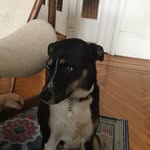 James Salvo - @me_love_dogs1 - Instagram