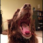 James Santelli - @doofusdog - Instagram