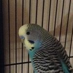 James Satchell - @james_satchell09 - Instagram