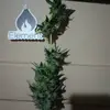 James Schronce - @james.schronce - TikTok