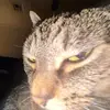 James - @jamesschultz69420 - TikTok