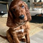 Cooper & James The Irish Red Setter - @cooper_james_irishsetter - Instagram
