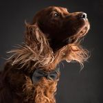 James_the_IrishSetter - @james_the_setter - Instagram