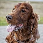 Setter James - @irishsetter_james - Instagram