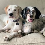 James & Jemma the Setters - @james.and.jemma - Instagram