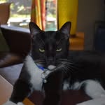Polydactyl Cat - @shadow.james - Instagram