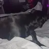 S.J.D - @shadow.james - TikTok