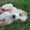 James Shallenberger - @james.shallenberg - TikTok