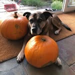 James Sleigh - @sleighdog - Instagram