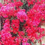 james slider - @gardenjames123 - Instagram