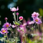 Martin James Smale - @martinjamesgardens - Instagram