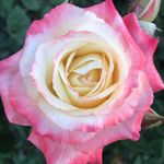 James Spackman - @spack_jam - Instagram