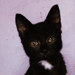Salem Charlles James Richard Spellman - @salem_james.spellman - Instagram
