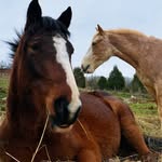Jesse James Riding Stables - @jj.riding.stables - Instagram