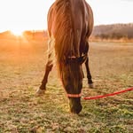 Jesse James Riding Stables - @jessejamesstables_outlawcave - Instagram