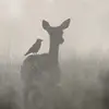 #1 James Potter Stan 🦌 - @the.james.potter.stan - TikTok