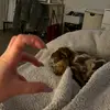 mercy.and.james.stapleton - @mercyandjamespuppies - TikTok