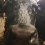 james Staunton - @jamesstaunton03 - Instagram
