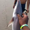 james.stay.fishing🎣🦈 - @james.stay.fishin - TikTok