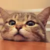 jamessteele2234 - @jamessteele22345 - TikTok