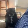 Bruce the English  staffy - @james.stefanovic - TikTok