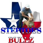 James Steptoe - @steptoesbullz - Instagram