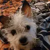 Jamesstorm - @69bluemonster.com - TikTok