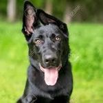 James J Stratman - @jjs.petparent - Instagram