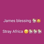 james stray - @blessing_rescue_strays_africa - Instagram