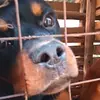 JAMES_STRAY_PETS_SHELTER - @james_stray_pets_ - TikTok