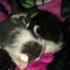 jamestrivett92 - @oreo_and_biscuit34 - TikTok