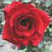 James Strongman - Facebook