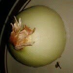 James teeter - @onions_4_life - Instagram
