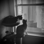 Oliver James 🐈 and Thackeray Binx 🐈‍⬛ - @mischief_managed_oliverandbinx - Instagram