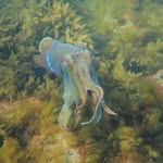 James Tilly - @ocean_literacy_support - Instagram