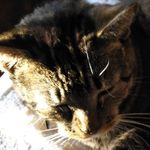 thecathouse - @jamestirrell1 - Instagram