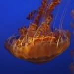 James Tito - @james_tito2017 - Instagram