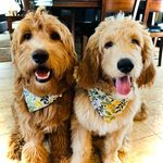 Theodore James & Topper Beau - @theodore_and_topper_thedudes - Instagram