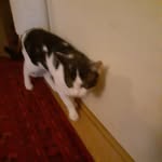 Patrick James Tranter - @preciousthe_cat1 - Instagram