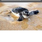 James Hall - @james_turtle - Instagram