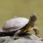 james’ turtle - @jamesconnersturtle - Instagram