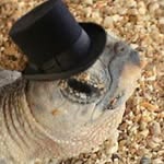 James Turtle - @mrturtle.official - Instagram