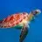jamesturtle5 - @jamesturtle5 - TikTok
