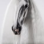 Shire Horse Deckhengst - @upper.delves.james - Instagram