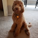 Wentz James - @mydoodlewentzjames - Instagram